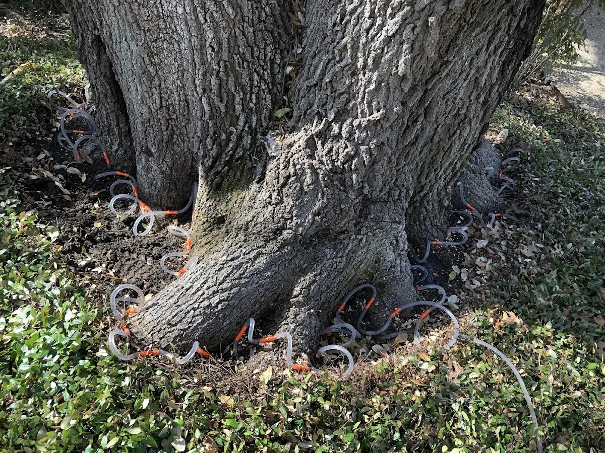 Detailed Tree Cabling and Bracing job site in Leopold